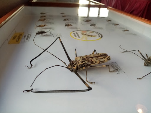 Museo de Insectos Ayacucho - MIYA Waylis