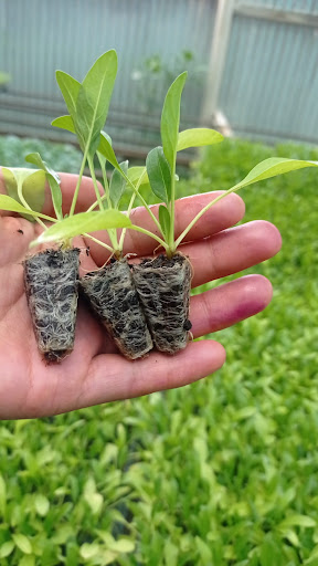 Plantinera compañía