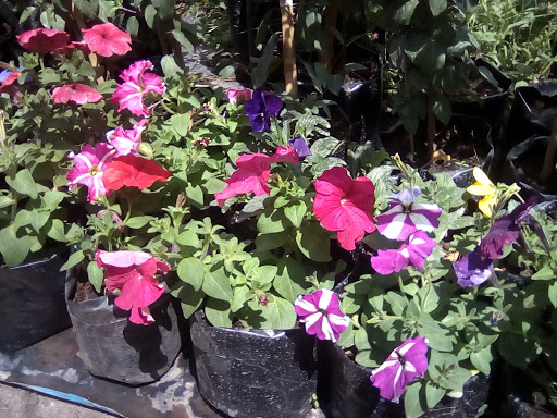 VIVERO GRISMA