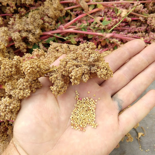Quinoa Peru