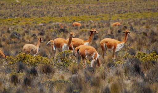 Reserva Nacional Pampa Galeras Barbara D'Achille-Ayacucho