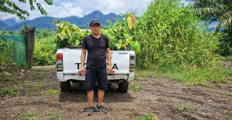 Distribuyen 200 mil plantones de cacao en Huanta y La Mar para mejorar ingresos agrarios