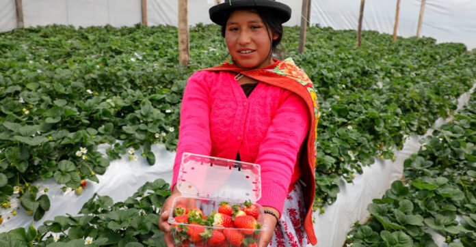 Proyecto también incluye capacitación para mejorar producción y ventas en zonas rurales de Ayacucho.