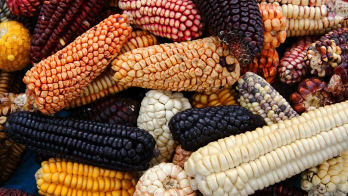 Nuestra región forma parte del grupo de departamentos que lideran el cultivo de uno de los productos agrícolas más consumidos del país.
