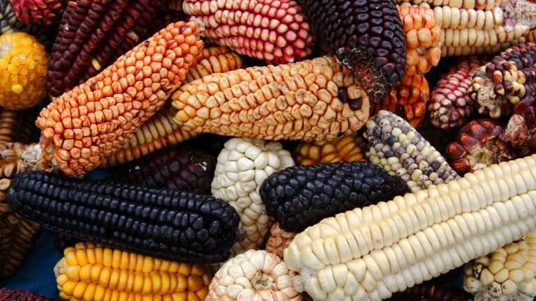 Nuestra región forma parte del grupo de departamentos que lideran el cultivo de uno de los productos agrícolas más consumidos del país.