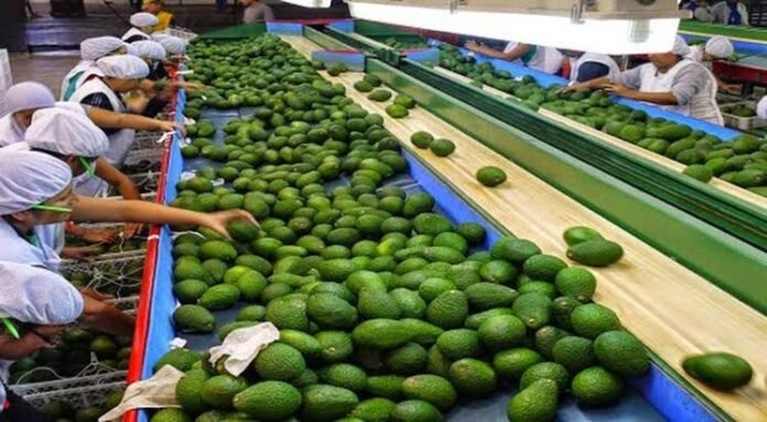 El Ministerio del Ambiente lanzó una nueva edición de Impacta Verde para fortalecer emprendimientos vinculados al cuidado de los recursos naturales.