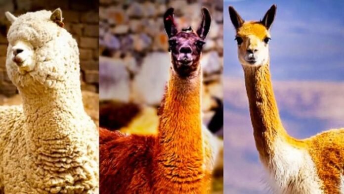 WhatsApp Image 2026-05-14 at 19.12.14 (2) El Perú concentra la mayor población mundial de alpacas y vicuñas, actividad que sostiene la economía de miles de hogares en las zonas altoandinas.