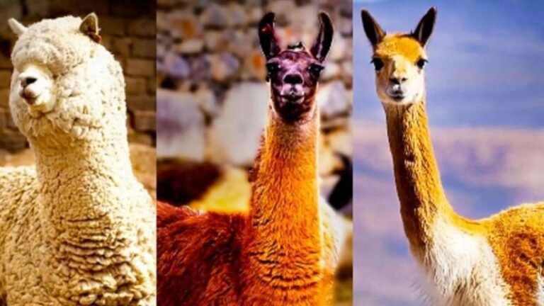 El Perú concentra la mayor población mundial de alpacas y vicuñas, actividad que sostiene la economía de miles de hogares en las zonas altoandinas.