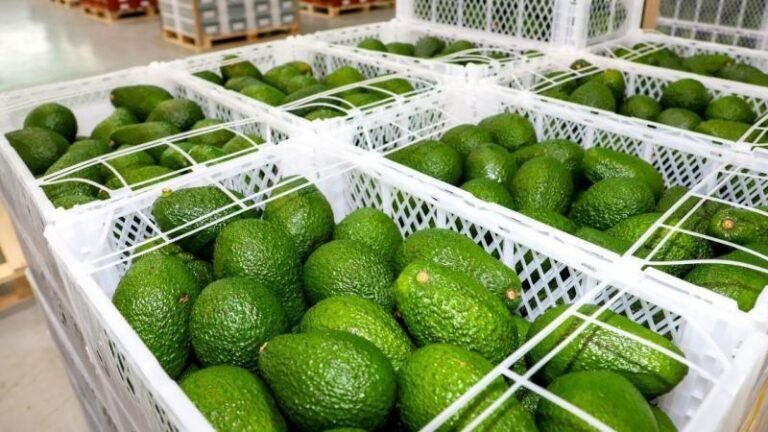 El crecimiento de las exportaciones estuvo acompañado por un mayor volumen de envíos y una mayor demanda en mercados internacionales durante el inicio de 2026.