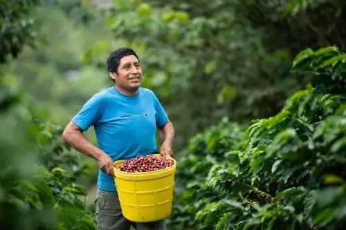 WhatsApp Image 2026-05-31 at 20.28.49 (3) Productores de la Cooperativa Agraria Yuraq Yaku fortalecen sus cultivos y buscan posicionar cafés especiales en mercados nacionales e internacionales.