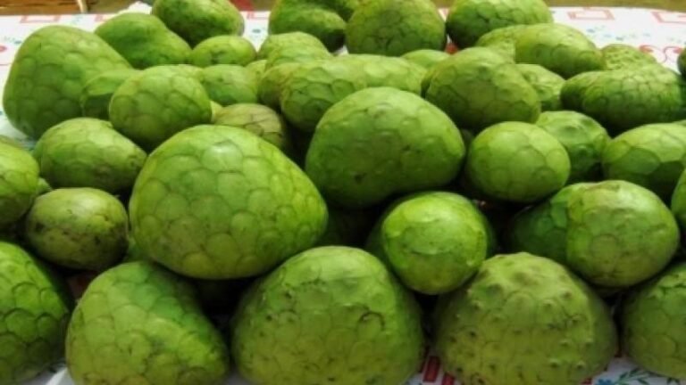 Ayacucho se encuentra entre las regiones que registraron el mayor crecimiento en la producción de este cultivo durante los últimos años.