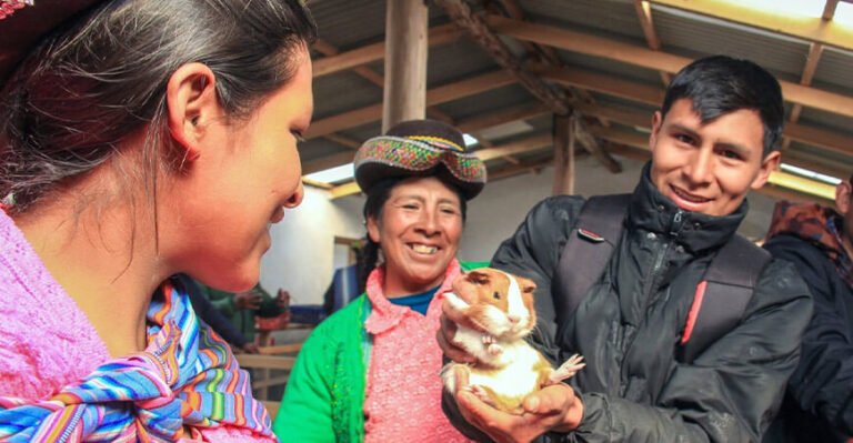 Los ejemplares de la raza Perú contribuirán a mejorar la calidad genética de los animales y aumentar la productividad de las asociaciones pecuarias.