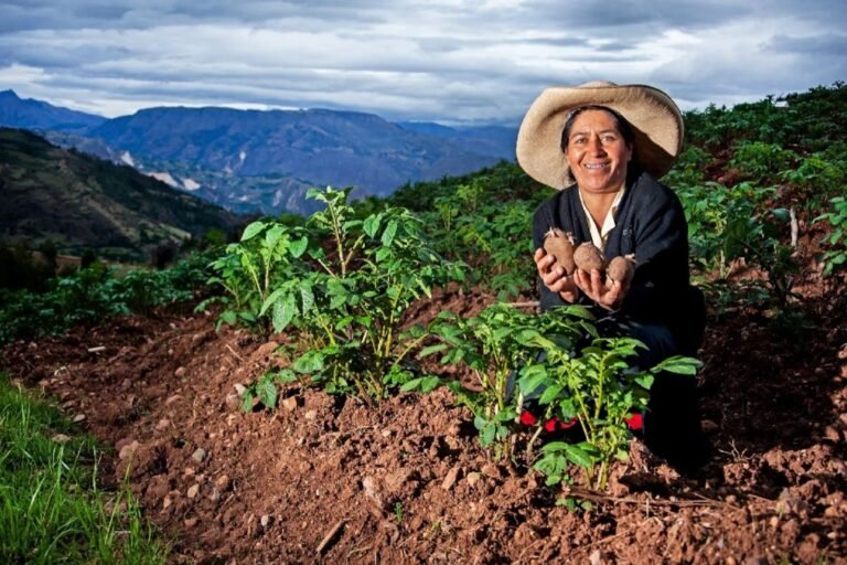 La región también destacó en el avance del cultivo de papa durante la campaña agrícola 2025/2026, según el Midagri.