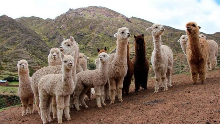 Red de vigilancia se expande en la sierra centro y sur para reducir impactos del clima en más de 4,5 millones de animales