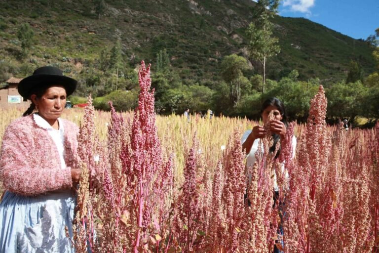 La producción de quinua, cañihua, kiwicha y tarwi impulsa ingresos para miles de familias y dinamiza actividades vinculadas al sector agrario.