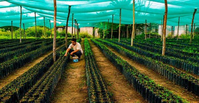 La iniciativa beneficiará a 1,738 familias de Huanta y La Mar con plantones, asistencia técnica y acciones para mejorar la productividad del cultivo. La iniciativa beneficiará a 1,738 familias de Huanta y La Mar con plantones, asistencia técnica y acciones para mejorar la productividad del cultivo.