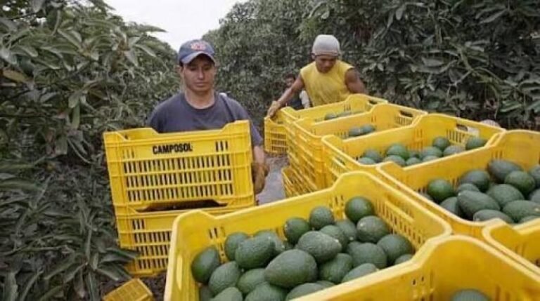 El departamento se ubicó entre los principales productores del país.