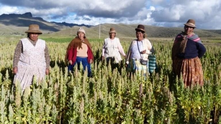 PromPerú destacó el crecimiento de los envíos al exterior y el papel que cumple este cultivo en la economía de miles de familias del país.