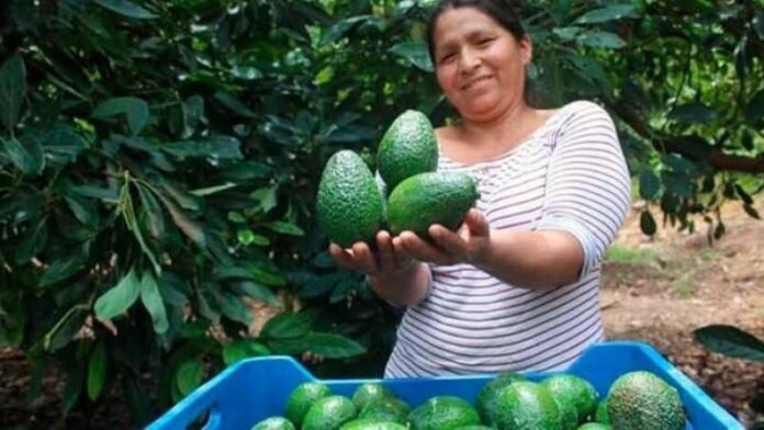 La región concentra cerca de una quinta parte de los productores nacionales y fortalece su presencia en los mercados internacionales con una producción de alta calidad. La región concentra cerca de una quinta parte de los productores nacionales y fortalece su presencia en los mercados internacionales con una producción de alta calidad.