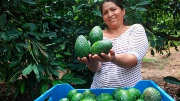La región concentra cerca de una quinta parte de los productores nacionales y fortalece su presencia en los mercados internacionales con una producción de alta calidad.