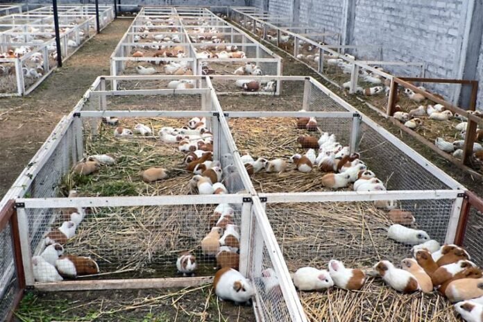 La mesa técnica regional busca mejorar la sanidad, la alimentación y la organización de los criadores para aumentar la competitividad del sector.