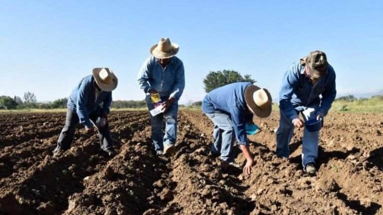 La región figura entre las que registrarán el mayor crecimiento del país, impulsada por una mayor superficie destinada al cultivo de papa y otros productos agrícolas.