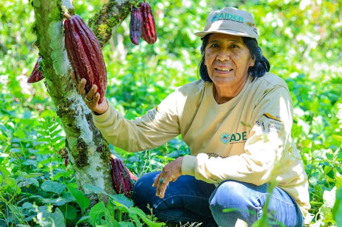 Una recuperación del precio internacional del cacao favorecería el ingreso de divisas y fortalecería la economía de miles de familias productoras. Una recuperación del precio internacional del cacao favorecería el ingreso de divisas y fortalecería la economía de miles de familias productoras.