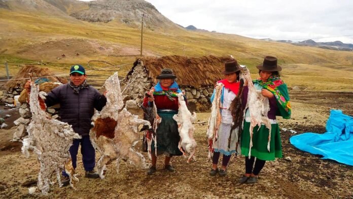 Las bajas temperaturas ya afectan a la población de alpacas y llamas, mientras las autoridades preparan un plan de contingencia para reducir las pérdidas. Las bajas temperaturas ya afectan a la población de alpacas y llamas, mientras las autoridades preparan un plan de contingencia para reducir las pérdidas.