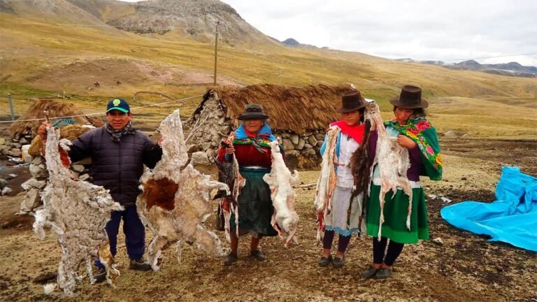 Las bajas temperaturas ya afectan a la población de alpacas y llamas, mientras las autoridades preparan un plan de contingencia para reducir las pérdidas.