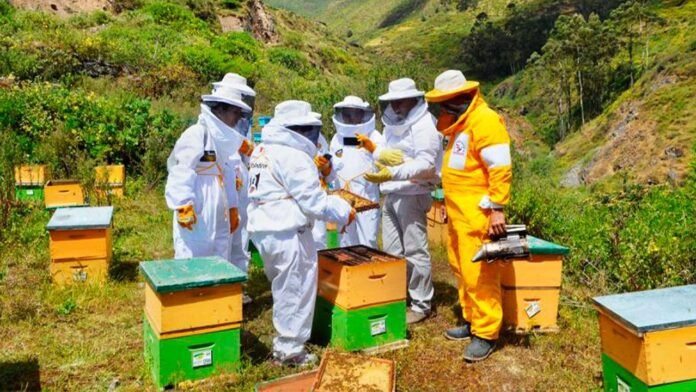 La iniciativa del Gobierno Regional de Ayacucho ya ejecutó el 78.9 % de su presupuesto y beneficia a productores de seis provincias con módulos para la crianza y manejo de abejas. La iniciativa del Gobierno Regional de Ayacucho ya ejecutó el 78.9 % de su presupuesto y beneficia a productores de seis provincias con módulos para la crianza y manejo de abejas.