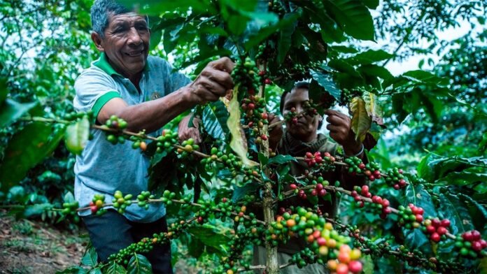 Se fortalecen las capacidades de los productores mediante asistencia técnica y estrategias para mejorar el valor del café en el mercado.