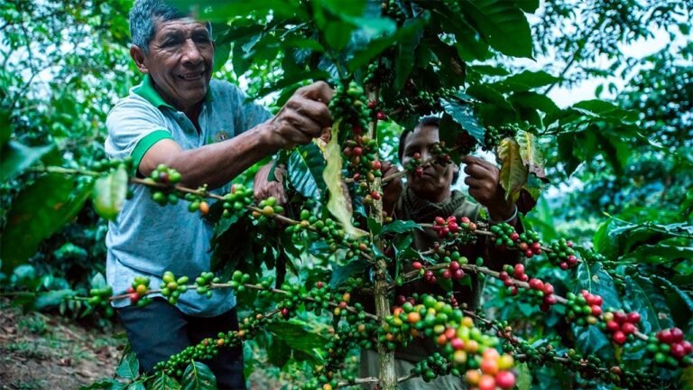 Se fortalecen las capacidades de los productores mediante asistencia técnica y estrategias para mejorar el valor del café en el mercado.