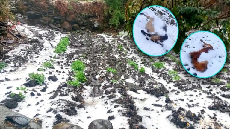 Las bajas temperaturas han afectado cultivos, pastizales y ganado, por lo que las familias solicitan asistencia para reducir el impacto del fenómeno climático.
