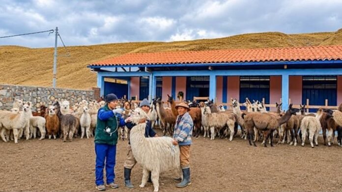 Agro Rural implementará cobertizos, fitotoldos y entregará kits veterinarios e insumos agrícolas para beneficiar a 3,209 familias de la región como parte del Plan Multisectorial ante Heladas y Friaje 2026. Agro Rural implementará cobertizos, fitotoldos y entregará kits veterinarios e insumos agrícolas para beneficiar a 3,209 familias de la región como parte del Plan Multisectorial ante Heladas y Friaje 2026.