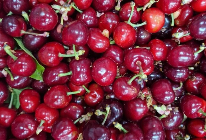 La región integra los ensayos realizados en distintas zonas de la sierra peruana para determinar el potencial de un cultivo que aún se encuentra en etapa experimental y precomercial.