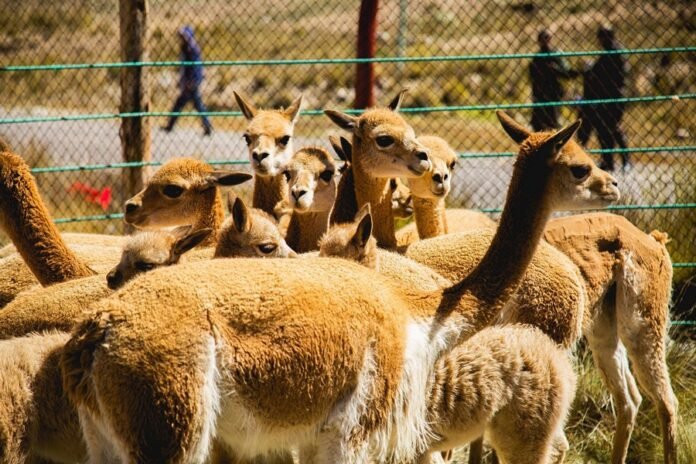 La reserva ubicada en Ayacucho forma parte de los espacios donde se monitorea la especie y se aplican medidas para mejorar su hábitat y responder ante enfermedades. La reserva ubicada en Ayacucho forma parte de los espacios donde se monitorea la especie y se aplican medidas para mejorar su hábitat y responder ante enfermedades.