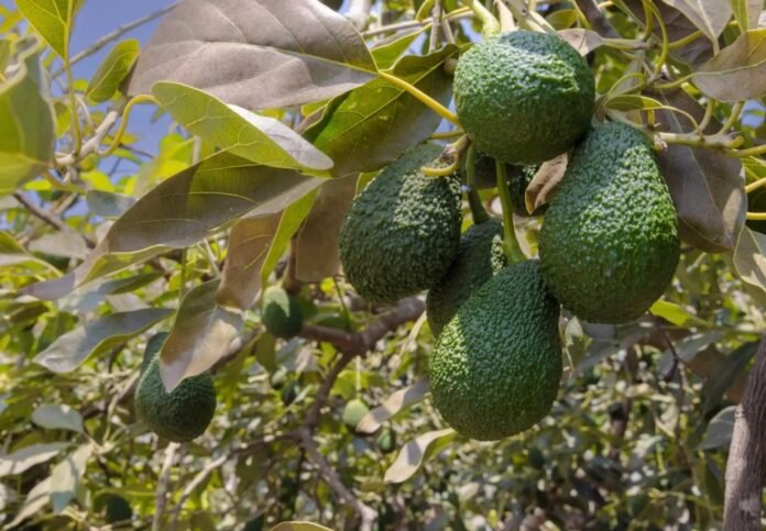Agromercado y ProHass realizarán hoy 21 de agosto una actividad simultánea en Ayacucho para promover el consumo de esta fruta y fortalecer su comercialización en el mercado interno. Agromercado y ProHass realizarán hoy 21 de agosto una actividad simultánea en Ayacucho para promover el consumo de esta fruta y fortalecer su comercialización en el mercado interno.