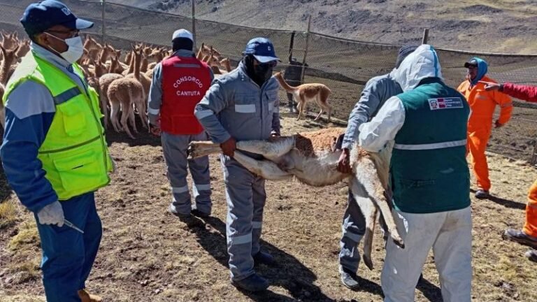 La región forma parte de las zonas priorizadas para prevenir y controlar la sarna en poblaciones de vicuñas mediante evaluaciones sanitarias y capacitación a los titulares de manejo.