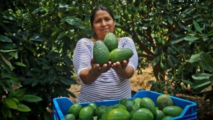 La región concentra 5,826 de los aproximadamente 28,000 productores de palta Hass registrados a nivel nacional.