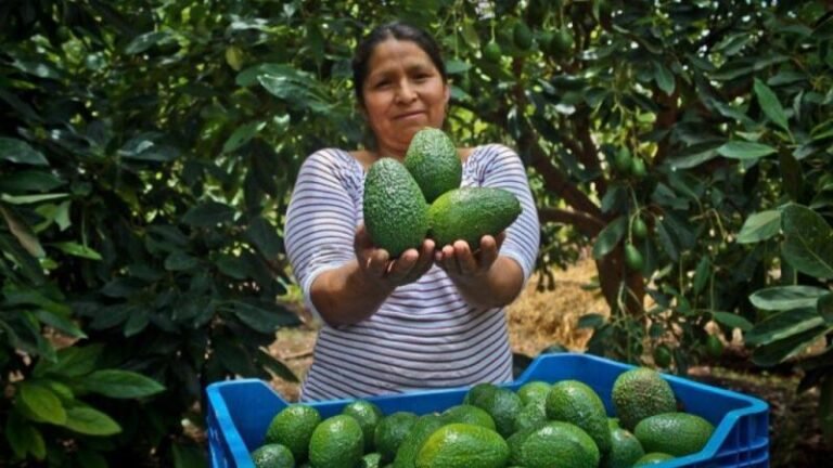 La región concentra 5,826 de los aproximadamente 28,000 productores de palta Hass registrados a nivel nacional.