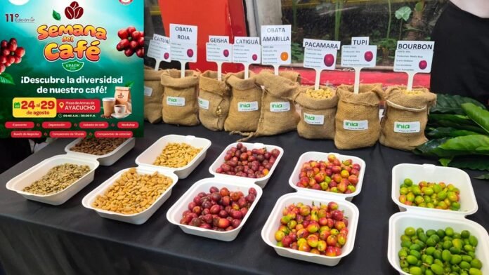 La muestra se realiza en la Plaza de Armas como parte de la 11.ª edición de la Semana del Café VRAEM 2026, con participación de productores e investigadores.