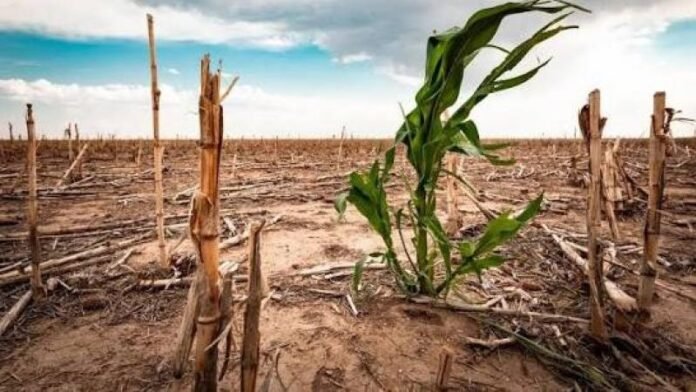 El escenario para la temporada de lluvias 2026-2027 también contempla riesgos para tierras agrícolas, pastos y ganado en la sierra y selva del país. El escenario para la temporada de lluvias 2026-2027 también contempla riesgos para tierras agrícolas, pastos y ganado en la sierra y selva del país.