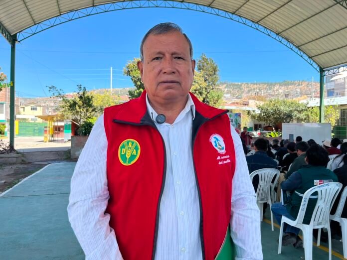 Solo unas 3,400 hectáreas son cultivadas, mientras productores enfrentan problemas de organización y propagación de enfermedades. Solo unas 3,400 hectáreas son cultivadas, mientras productores enfrentan problemas de organización y propagación de enfermedades.