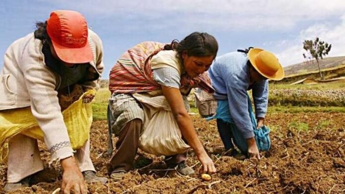 El mecanismo permitiría que empresas privadas financien proyectos públicos a cambio de deducciones tributarias, una alternativa que aún no ha sido priorizada para el sector agrario. El mecanismo permitiría que empresas privadas financien proyectos públicos a cambio de deducciones tributarias, una alternativa que aún no ha sido priorizada para el sector agrario.