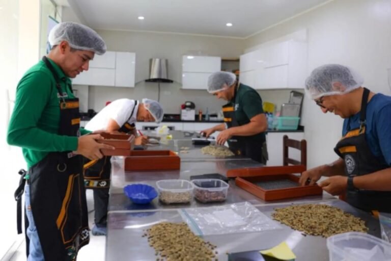 Las muestras de nueve regiones son evaluadas por Devida para identificar los lotes con mayor calidad y potencial comercial.