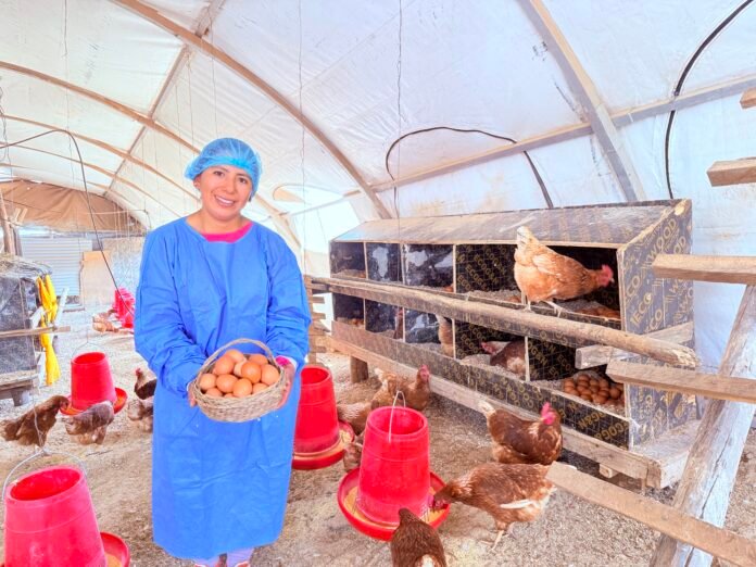 En el distrito ayacuchano de Vischongo, la Granja Avícola “Doña Simona” se ha consolidado como un símbolo de superación. A más de 3000 metros de altitud, el trabajo constante de Yesica Palomino y el respaldo estratégico del programa social del Midis demuestran que es posible transformar el esfuerzo cotidiano en un negocio sostenible. En el distrito ayacuchano de Vischongo, la Granja Avícola “Doña Simona” se ha consolidado como un símbolo de superación. A más de 3000 metros de altitud, el trabajo constante de Yesica Palomino y el respaldo estratégico del programa social del Midis demuestran que es posible transformar el esfuerzo cotidiano en un negocio sostenible.