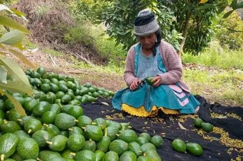 Los proyectos de la entidad beneficiaron a productores de la región con asistencia técnica, infraestructura de poscosecha y apoyo para acceder a mercados. Los proyectos de la entidad beneficiaron a productores de la región con asistencia técnica, infraestructura de poscosecha y apoyo para acceder a mercados.