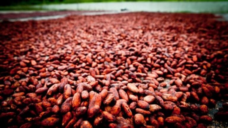 Productores y empresas de seis regiones fueron convocados a una Clínica Exportadora de PromPerú. La actividad buscó mejorar su preparación comercial para acceder a mercados internacionales.