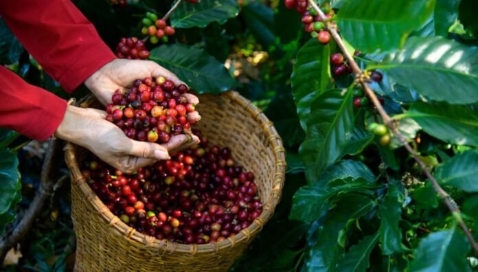 Las exportaciones de café sumaron US$705 millones entre enero y agosto de 2026. Mincetur busca ampliar las oportunidades comerciales para las pequeñas empresas del sector. Las exportaciones de café sumaron US$705 millones entre enero y agosto de 2026. Mincetur busca ampliar las oportunidades comerciales para las pequeñas empresas del sector.