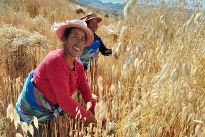 Las capacitaciones del INIA incluyen técnicas para cuidar los cultivos, conservar la fertilidad del suelo y mejorar la crianza de animales. Las capacitaciones del INIA incluyen técnicas para cuidar los cultivos, conservar la fertilidad del suelo y mejorar la crianza de animales.